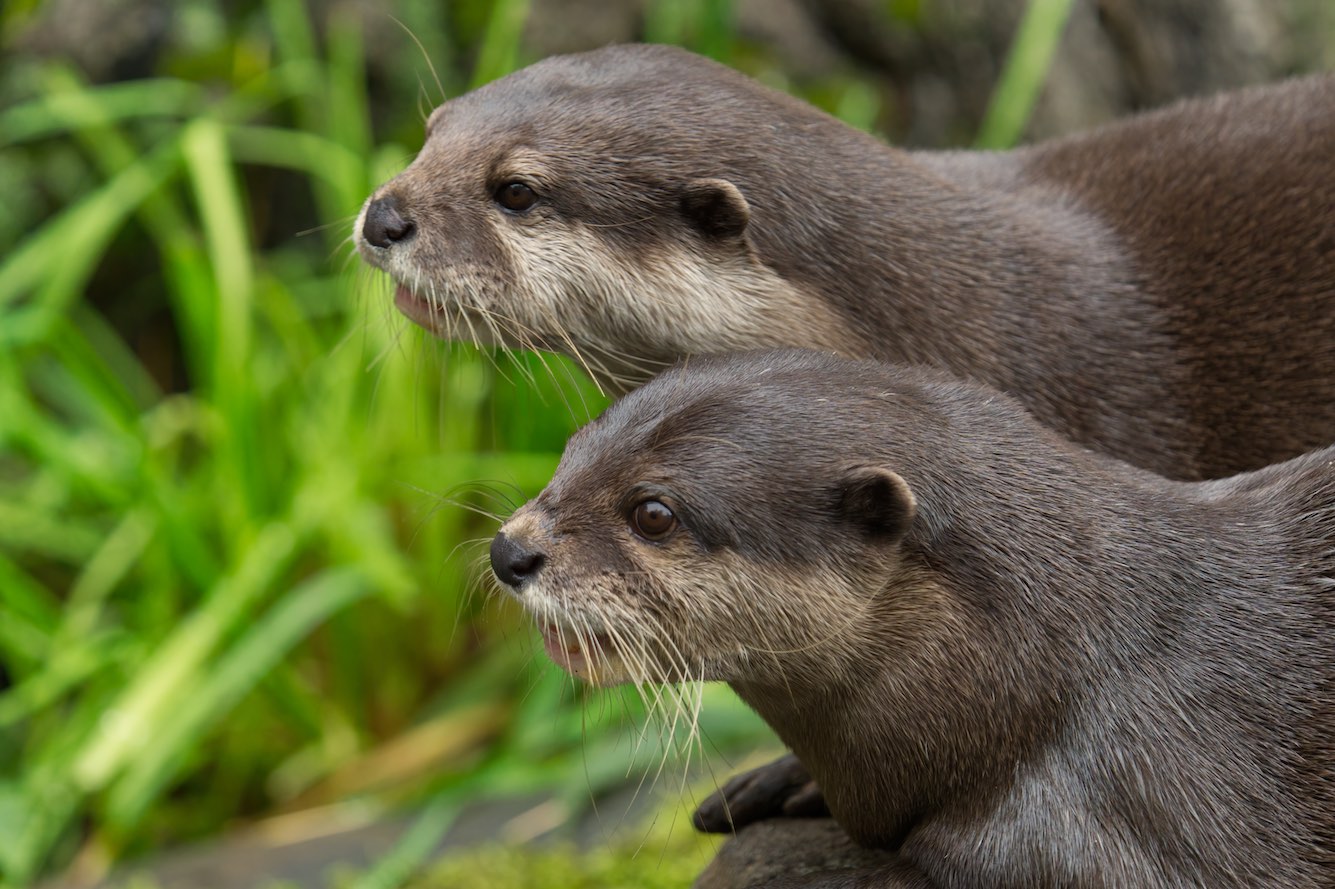 Otters 1006